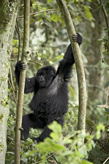 Rwanda Prints: Young mountain gorilla