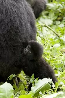 Images Dated 28th January 2000: Young mountain gorilla (Gorilla gorilla beringei)