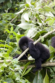 Images Dated 28th January 2000: Young mountain gorilla (Gorilla gorilla beringei)