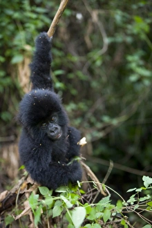 Images Dated 28th January 2000: Young mountain gorilla (Gorilla gorilla beringei)