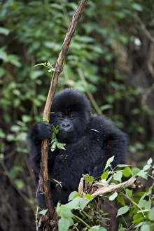 Images Dated 28th January 2000: Young mountain gorilla (Gorilla gorilla beringei)
