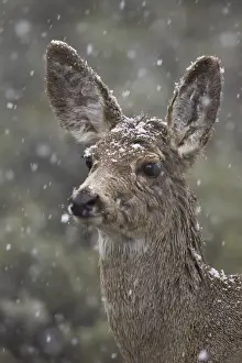 Ears Prints: Young mule deer (Odocoileus hemionus) in a snow storm in the spring