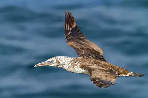 Gannet Prints: Young northern gannet (Morus bassanus) in flight near Ile des Oiseaux in the Parc National du Delta du Saloum