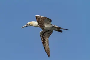 Wildlife Conservation Prints: Young northern gannet (Morus bassanus) in flight near Ile des Oiseaux in the Parc National du Delta du Saloum