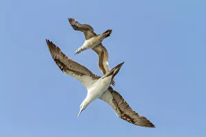 Gannets Prints: Young northern gannets (Morus bassanus) in flight near Ile des Oiseaux in the Parc National du Delta du Saloum