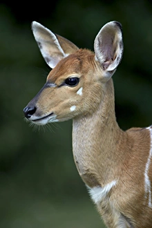 Wildlife Reserve Prints: Young nyala (Tragelaphus angasii), Hluhluwe Game Reserve, South Africa, Africa