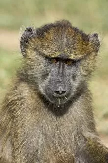 Images Dated 9th February 2007: Young olive baboon (Papio cynocephalus anubis), Serengeti National Park