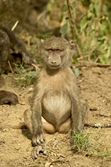 Images Dated 12th October 2006: Young olive baboon (Papio cynocephalus anubis), Lake Nakuru National Park