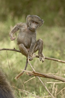 Images Dated 12th October 2006: Young olive baboon (Papio cynocephalus anubis), Lake Nakuru National Park