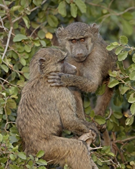 Touching Prints: Two young Olive baboons (Papio cynocephalus anubis), Serengeti National Park