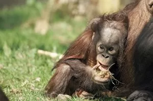 Young orang-utan (Pongo pygmaeus)
