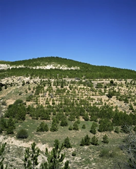 Konya Prints: Young pine trees near Konya