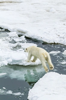 Bear Sound Prints: Young polar bear (Ursus maritimus) on the ice in Bear Sound
