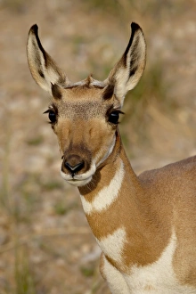 Images Dated 27th August 2008: Young pronghorn (Antilocapra americana), Custer State Park, South Dakota