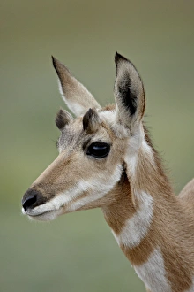 Images Dated 1st September 2008: Young pronghorn (Antilocapra americana), Custer State Park, South Dakota