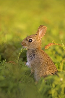 Isle Prints: Young rabbit
