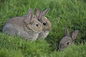 Three Animals Prints: Young rabbits (Oryctolagus cuniculas), outside burrow, Teesdale, County Durham