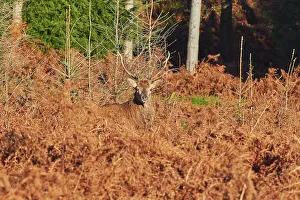 Young Animals Prints: A young Red Deer stag (Cervus elaphus)