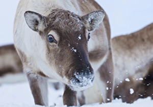 Rangifer Tarandus Prints: Young reindeer (Rangifer tarandus) grazing