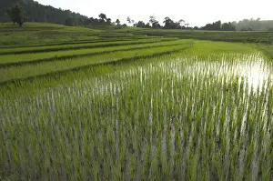Rice Paddies Prints: Young rice paddies in terraces in evening sun near village of Poattap Poap