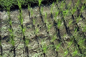 Rice Paddies Prints: Young rice plants