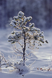 Youth Prints: Young Scots pine covered in snow in winter