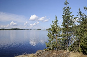 Images Dated 21st August 2010: Young Scots pine trees (Pinus sylvestris) growing near rocky shore of Lake Saimaa