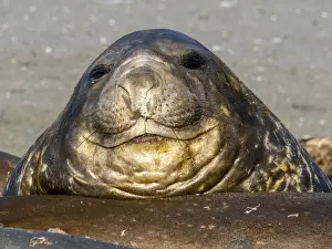 Male Animal Prints: Young southern elephant seal bulls (Mirounga leoninar), molting on the beach in Gold