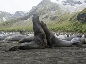 Gold Harbour Prints: Young Southern elephant seal (Mirounga leonina) bulls mock fighting at Gold Harbour