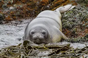 Georgia Prints: Young southern elephant seal resting on beach surrounded by seaweed in South Georgia