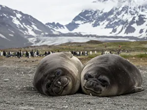 Young Animals Prints: Young southern elephant seals (Mirounga leoninar), on the beach in St