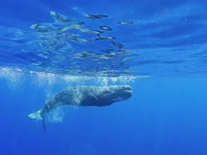 Sperm Whale Prints: A young sperm whale (Physeter macrocephalus) swimming underwater off the coast of Roseau