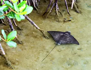 Bermuda Prints: Young Spotted Eagle Ray (Aetobatus narinari) among mangrove trees in shallow water