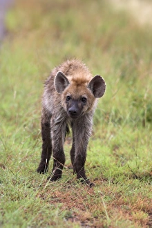 Young spotted hyena (Crocuta crocuta)