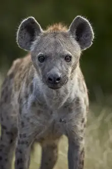 Young Spotted Hyena (Spotted Hyaena) (Crocuta crocuta), Kruger National Park, South Africa, Africa