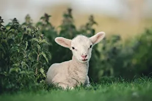 Lamb Prints: Young Spring Lamb lying in a field, Oxfordshire, England, United Kingdom, Europe
