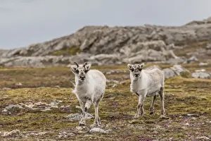 Young Animals Prints: Young Svalbard reindeer (Rangifer tarandus platyrhynchus) at Gosbergkilen