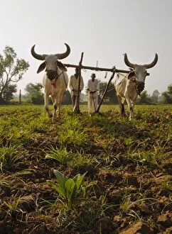 Young tobacco (Nicotiana) plants with traditional plough and cattle (Ankole-Watus), Gujarat, India, Asia