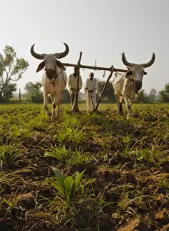 Pulling Prints: Young tobacco (Nicotiana) plants with traditional plough and cattle (Ankole-Watus)