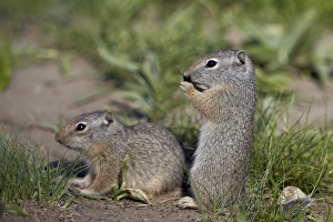 Young Uinta Ground Squirrel (Urocitellus armatus), Yellowstone National Park, Wyoming, United States of America, North America