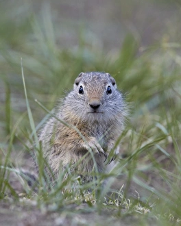 Urocitellus Armatus Prints: Young Uinta Ground Squirrel (Urocitellus armatus)