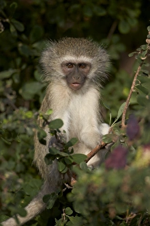 Chlorocebus Aethiops Prints: Young Vervet Monkey (Chlorocebus aethiops), Kruger National Park, South Africa, Africa