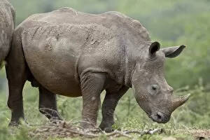 Young White Rhinoceros (Ceratotherium simum), Hluhluwe Game Reserve, South Africa, Africa