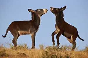Young Animals Prints: Two young wild burro (donkey) (Equus asinus) (Equus africanus asinus) playing