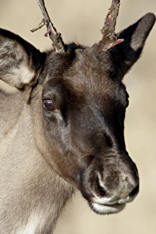 Images Dated 23rd September 2009: Young Woodland Caribou (Rangifer caribou) buck starting to shed its velvet