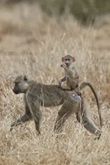 Tanzania Prints: Young yellow baboon (Papio cynocephalus) riding on its mother, Ruaha National Park