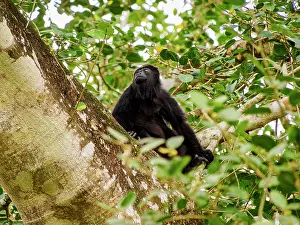 Sounds Prints: Yucatan black howler monkey (Alouatta pigra) at Lamanai Archaeological Reserve