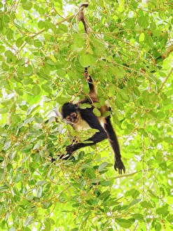 Primates Prints: Yucatan spider monkey (Ateles geoffroyi yucatanensis) at Lamanai Archaeological Reserve
