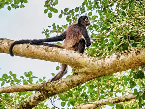 Skills Prints: Yucatan spider monkey (Ateles geoffroyi yucatanensis) at Lamanai Archaeological Reserve
