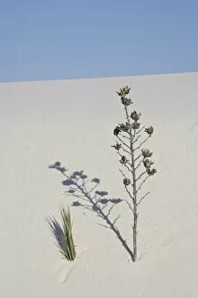 Images Dated 20th June 2007: Yucca on dune, White Sands National Monument, New Mexico, United States of America